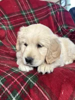 Sugar cookie, a female Golden Retriever for sale in Oconto, WI – Photo 4 of 6
