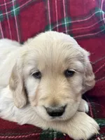 Cupcake, a female Golden Retriever for sale in Oconto, WI – Photo 2 of 6