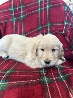 Cupcake, a female Golden Retriever for sale in Oconto, WI – Photo 3 of 6