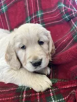 Cupcake, a female Golden Retriever for sale in Oconto, WI – Photo 4 of 6