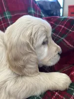 Cupcake, a female Golden Retriever for sale in Oconto, WI – Photo 6 of 6