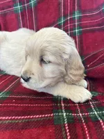 Cupcake, a female Golden Retriever for sale in Oconto, WI – Photo 5 of 6