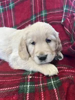 Cupcake, a female Golden Retriever for sale in Oconto, WI – Photo 1 of 6