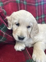 Snickerdoodle, a female Golden Retriever for sale in Oconto, WI – Photo 1 of 6