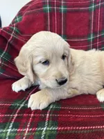 Snickerdoodle, a female Golden Retriever for sale in Oconto, WI – Photo 3 of 6