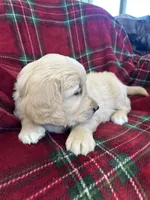 Snickerdoodle, a female Golden Retriever for sale in Oconto, WI – Photo 6 of 6