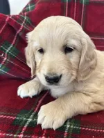 Snickerdoodle, a female Golden Retriever for sale in Oconto, WI – Photo 2 of 6
