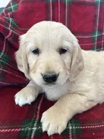Snickerdoodle, a female Golden Retriever for sale in Oconto, WI – Photo 4 of 6