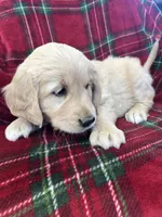 Snickerdoodle, a female Golden Retriever for sale in Oconto, WI – Photo 5 of 6