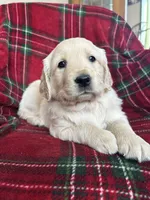 Crumpet, a male Golden Retriever for sale in Oconto, WI – Photo 3 of 7