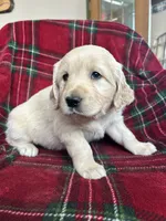 Crumpet, a male Golden Retriever for sale in Oconto, WI – Photo 5 of 7