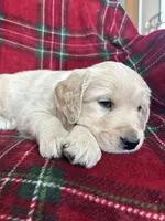 Crumpet, a male Golden Retriever for sale in Oconto, WI – Photo 4 of 7
