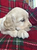 Crumpet, a male Golden Retriever for sale in Oconto, WI – Photo 6 of 7