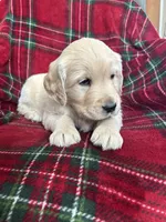 Crumpet, a male Golden Retriever for sale in Oconto, WI – Photo 2 of 7