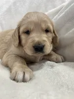 Gingersnap, a female Golden Retriever for sale in Oconto, WI – Photo 2 of 4