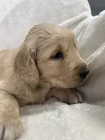 Gingersnap, a female Golden Retriever for sale in Oconto, WI – Photo 3 of 4