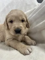 Gingersnap, a female Golden Retriever for sale in Oconto, WI – Photo 1 of 4