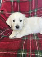 Lacey, a female English Cream Golden Retriever for sale in Oconto, WI – Photo 2 of 4
