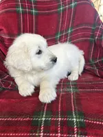 Lacey, a female English Cream Golden Retriever for sale in Oconto, WI – Photo 3 of 4