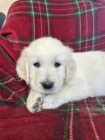 Lacey, a female English Cream Golden Retriever for sale in Oconto, WI – Photo 1 of 4