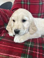 Churro, a female Golden Retriever for sale in Oconto, WI – Photo 1 of 4