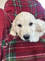 Churro, a female Golden Retriever for sale in Oconto, WI – Photo 3 of 4