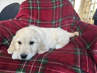 Churro, a female Golden Retriever for sale in Oconto, WI – Photo 4 of 4