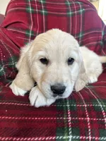 Churro, a female Golden Retriever for sale in Oconto, WI – Photo 2 of 4