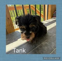 Tanker, a male Yorkshire Terrier for sale in Bennington, IN – 5 of 6
