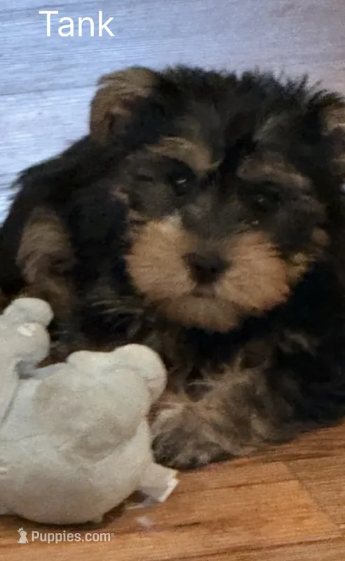 Tanker – Yorkshire Terrier puppy for sale in Bennington, IN