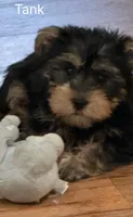 Tanker, a male Yorkshire Terrier for sale in Bennington, IN – 1 of 6