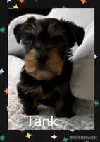 Tanker, a male Yorkshire Terrier for sale in Bennington, IN – 3 of 6
