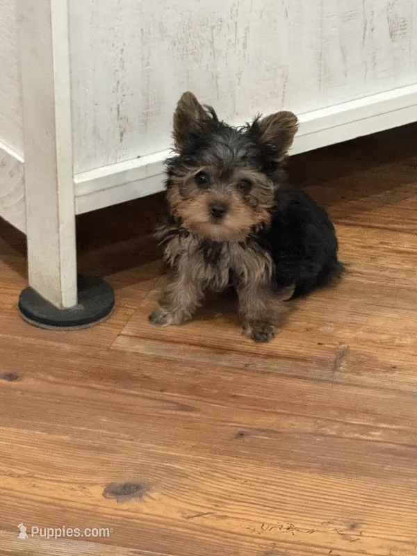 Timker – Yorkshire Terrier puppy for sale in Bennington, IN