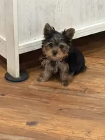 Timker, a male Yorkshire Terrier for sale in Bennington, IN – 1 of 1