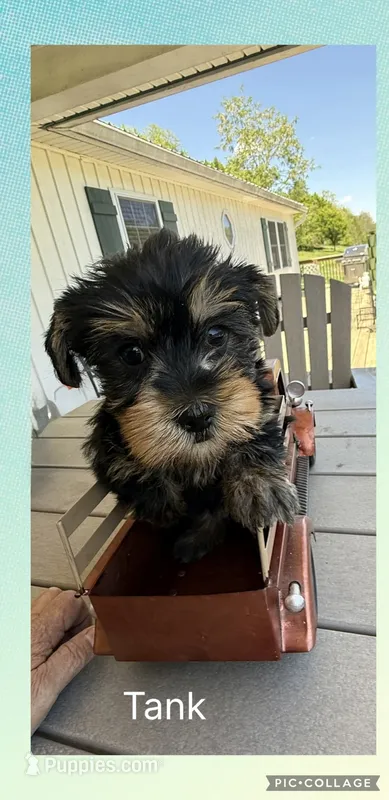 Tanker – Yorkshire Terrier puppy for sale in Bennington, IN