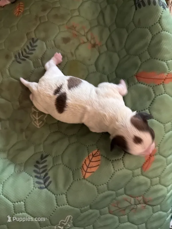 Maggie m1 – Chihuahua puppy for sale in Brunswick, MD