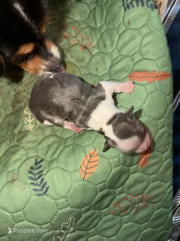 Maggie’s  m2 – Chihuahua puppy for sale in Brunswick, MD