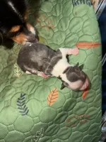 Maggie’s  m2, a male Chihuahua for sale in Brunswick, MD – 1 of 3
