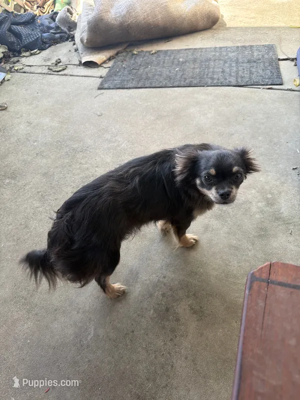 Damian – Chihuahua puppy for sale in Brunswick, MD