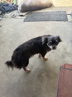 Damian, a male Chihuahua for sale in Brunswick, MD – 1 of 4