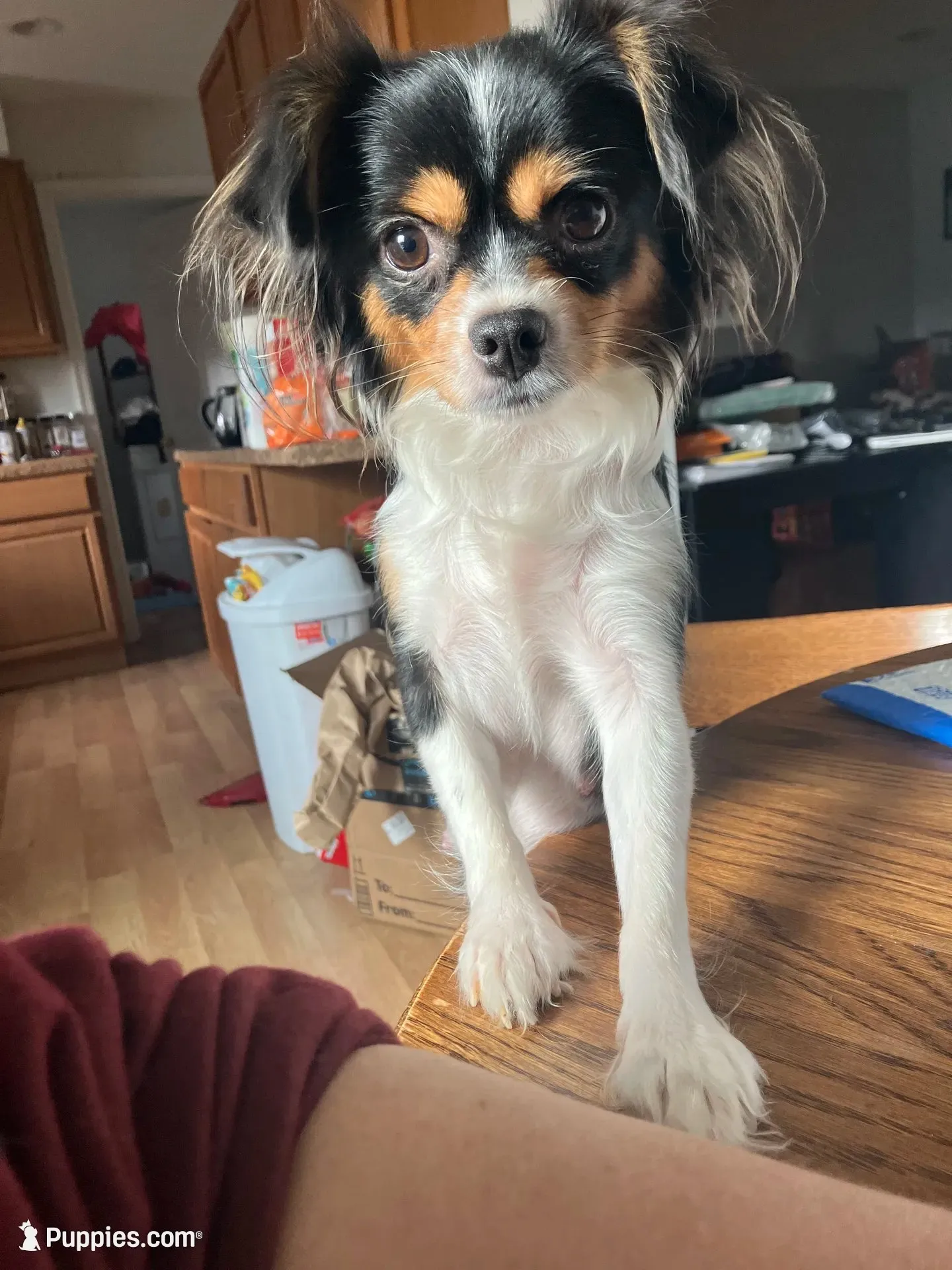 Maggie m1, a male Chihuahua for sale in Brunswick, MD – 3 of 5