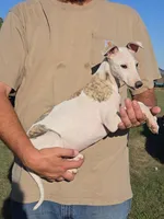 Tubs, a male Whippet for sale in Kinsley, KS – 2 of 2