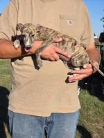 Softy, a male Whippet for sale in Kinsley, KS – 2 of 2