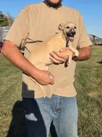 Fawn, a male Whippet for sale in Kinsley, KS – 2 of 2