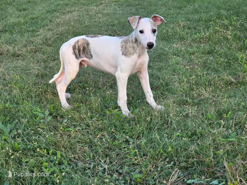 Tubs – Whippet puppy for sale in Kinsley, KS