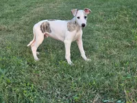 Tubs, a male Whippet for sale in Kinsley, KS – 1 of 2