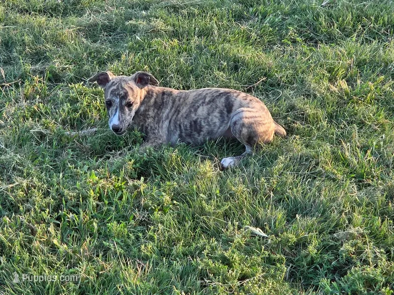 Softy – Whippet puppy for sale in Kinsley, KS