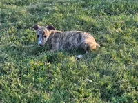 Softy, a male Whippet for sale in Kinsley, KS – 1 of 2