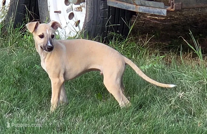 Fawn – Whippet puppy for sale in Kinsley, KS