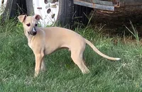 Fawn, a male Whippet for sale in Kinsley, KS – 1 of 2